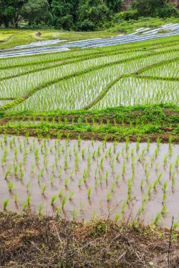 Tayland 'ın Chiangmai eyaletinde pirinç tarlaları..