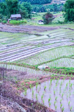 Tayland 'ın Chiangmai eyaletinde pirinç tarlaları..