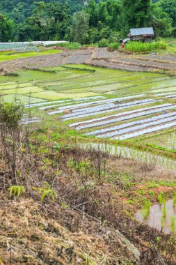 Tayland 'ın Chiangmai eyaletinde pirinç tarlaları..