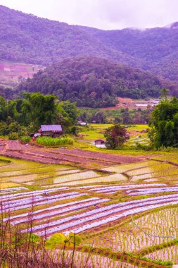 Tayland 'ın Chiangmai eyaletinde pirinç tarlaları..