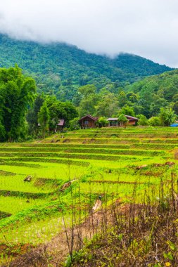 Tayland 'ın Chiangmai eyaletinde pirinç tarlaları..