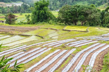 Tayland 'ın Chiangmai eyaletinde pirinç tarlaları..