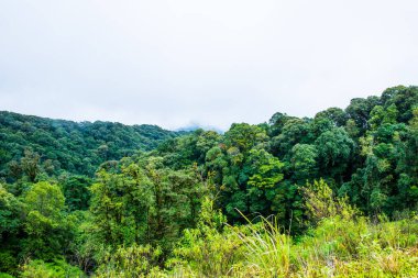 Doi Inthanon Ulusal Parkı, Tayland 'da Büyük Ağaçlar.