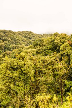 Doi Inthanon Ulusal Parkı, Tayland 'da Büyük Ağaçlar.