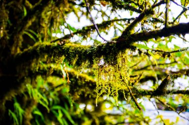 Doi Inthanon Ulusal Parkı, Tayland 'da bitki örtüsü.