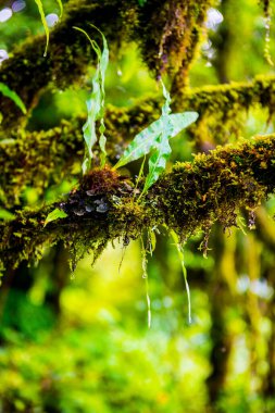 Doi Inthanon Ulusal Parkı, Tayland 'da bitki örtüsü.