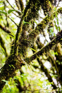 Doi Inthanon Ulusal Parkı, Tayland 'da bitki örtüsü.