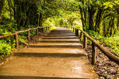 Doi Inthanon Ulusal Parkı 'nda yürüyüş yolu, Tayland.