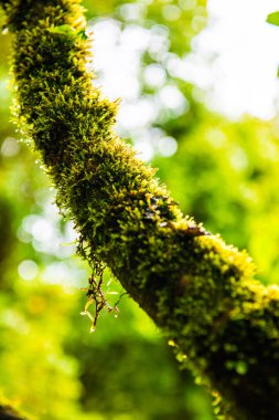 Doi Inthanon Ulusal Parkı, Tayland 'daki ağaç bütünlüğü.