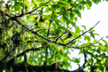 Doi Inthanon Ulusal Parkı, Tayland 'daki ağaç bütünlüğü.