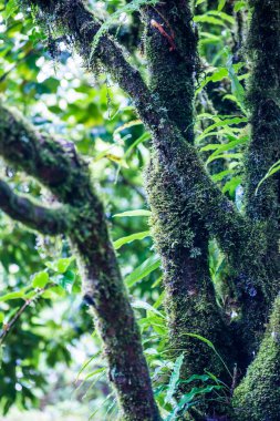 Doi Inthanon Ulusal Parkı, Tayland 'daki ağaç bütünlüğü.