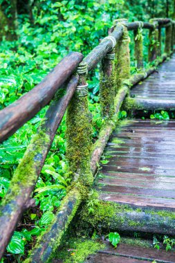 Doi Inthanon Ulusal Parkı 'nda yürüyüş yolu, Tayland.
