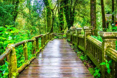 Doi Inthanon Ulusal Parkı 'nda yürüyüş yolu, Tayland.