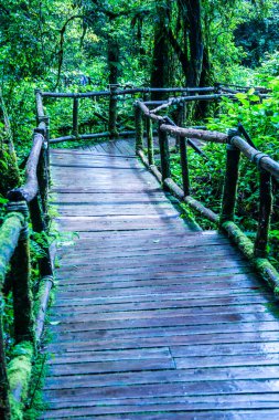 Doi Inthanon Ulusal Parkı 'nda yürüyüş yolu, Tayland.