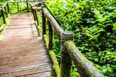 Doi Inthanon Ulusal Parkı 'nda yürüyüş yolu, Tayland.