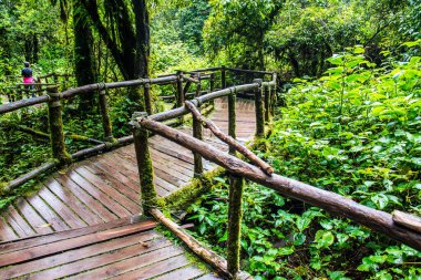 Doi Inthanon Ulusal Parkı 'nda yürüyüş yolu, Tayland.