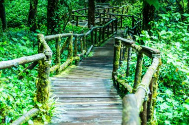 Doi Inthanon Ulusal Parkı 'nda yürüyüş yolu, Tayland.