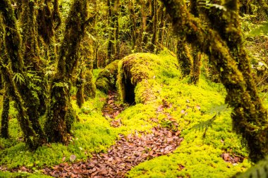 Doi Inthanon Ulusal Parkı, Tayland 'daki ağaç bütünlüğü.