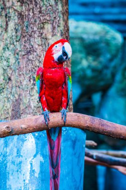 Tayland, Tayland 'da kırmızı papağan.