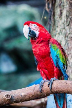 Tayland, Tayland 'da kırmızı papağan.