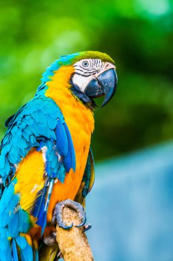 Tayland 'da mavi boğazlı papağan..