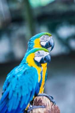 Tayland 'da mavi boğazlı papağan..
