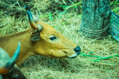 Tayland, Tayland 'da Banteng.
