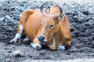 Tayland, Tayland 'da Banteng.