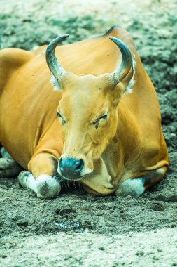 Tayland, Tayland 'da Banteng.