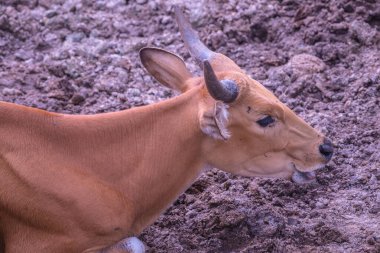 Tayland, Tayland 'da Banteng.