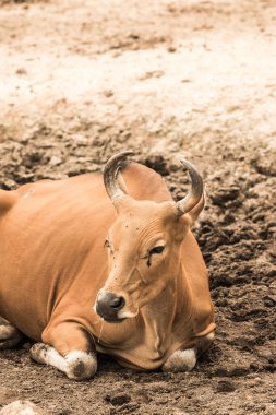 Tayland, Tayland 'da Banteng.