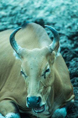 Tayland, Tayland 'da Banteng.