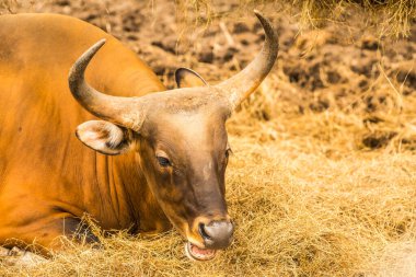 Tayland, Tayland 'da Banteng.