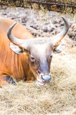 Tayland, Tayland 'da Banteng.