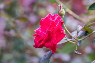 Doğal arka planda kırmızı gül, Tayland.