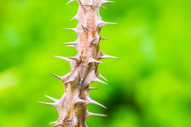 Euphorbia Milii, Tayland Dikeni.