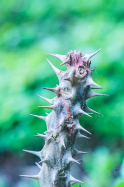 Euphorbia Milii, Tayland Dikeni.