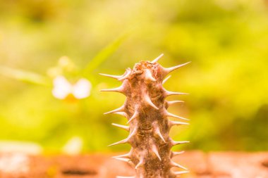 Euphorbia Milii, Tayland Dikeni.