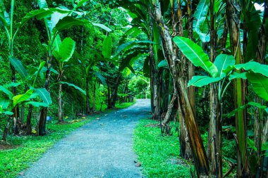 Muz bahçesinde küçük bir yol, Tayland.