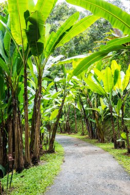 Muz bahçesinde küçük bir yol, Tayland.