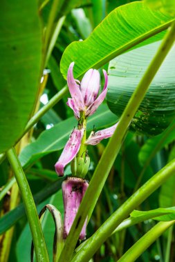 Ağaçta güzel bir muz çiçeği, Tayland.