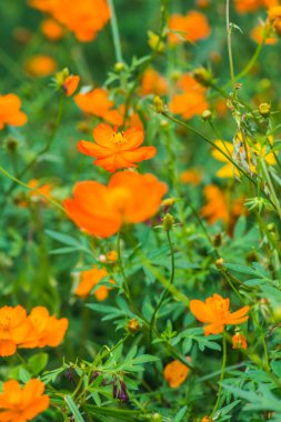 Sarı cosmos Çiçek bahçesinde, Tayland.