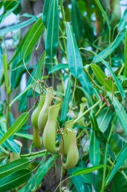 Ağaç, Tayland 'da Atıcı Bitkisi veya Maymun Kupası.