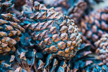 Bitki için çam kozalakları, Tayland.