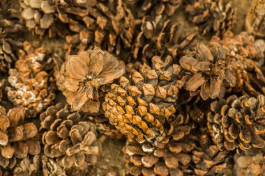 Bitki için çam kozalakları, Tayland.