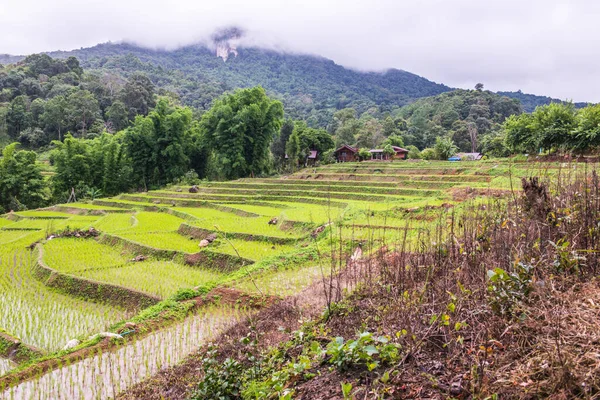 Rice Terraces Chiangmai Province Thailand — Stock Photo, Image