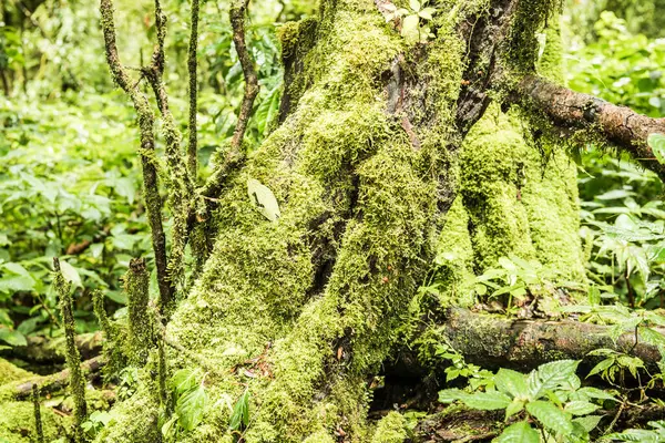 Stock image Integrity of tree in Doi Inthanon national park, Thailand.