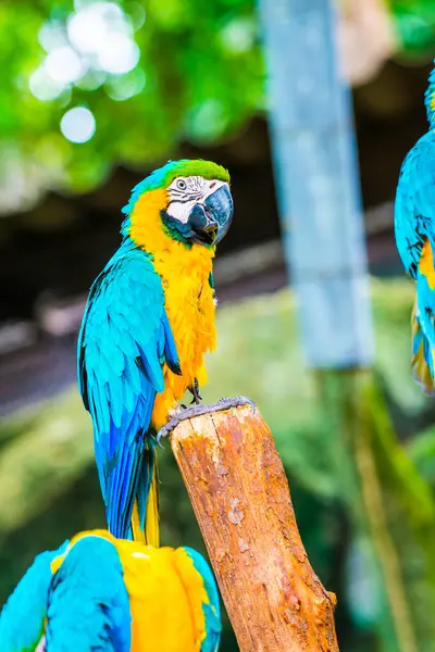 Blue Throated Macaw Thai Thailand — Stock Photo, Image