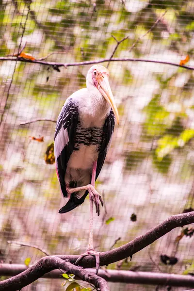 Painted Stork Bird Thai Thailand — Stock Photo, Image