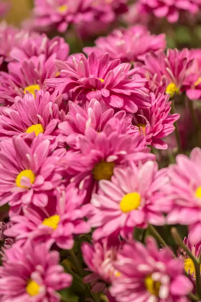 Closeup Pink Flower Thailand — Stock Photo, Image